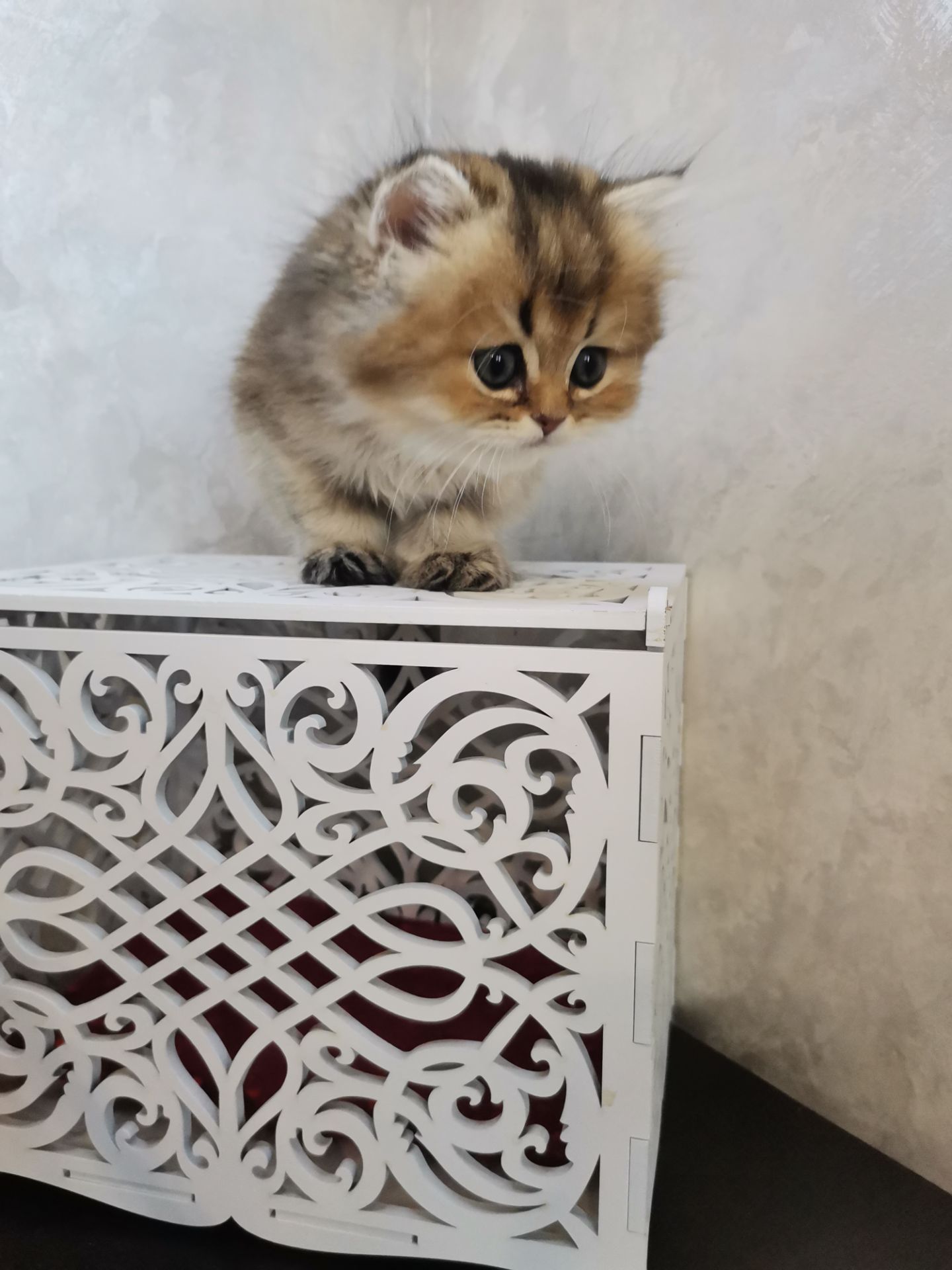 Кошенята дівчинка Аля