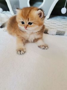 Кошеня британська золота шиншила довгошерстна