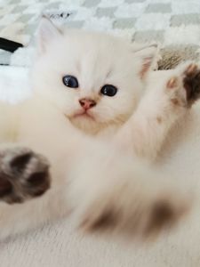 Кошенята в окрасі пойнт.