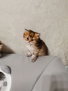 Кошенята дівчинка Аля