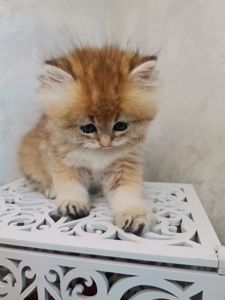 Кошеня британська золота шиншила довгошерстна