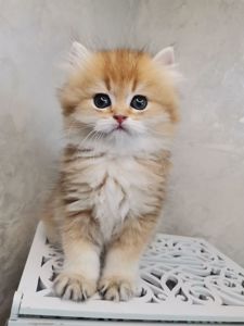 Кошеня британська золота шиншила довгошерстна