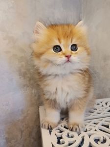 Кошеня британська золота шиншила довгошерстна