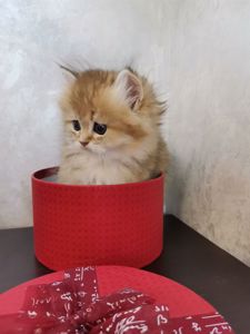 Кошеня британська золота шиншила довгошерстна