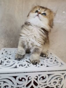 Кошенята дівчинка Аля