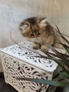 Кошенята дівчинка Аля