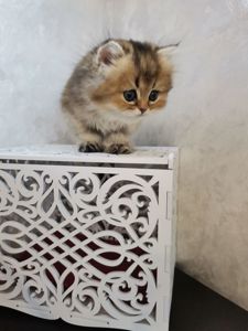 Кошенята дівчинка Аля