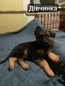 Цуценята німецької вівчарки