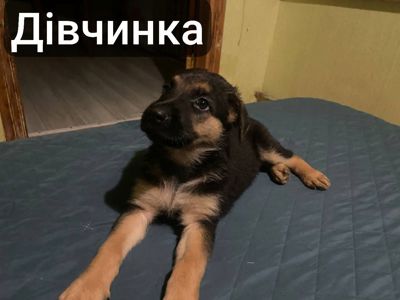 Цуценята німецької вівчарки