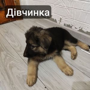 Цуценята німецької вівчарки