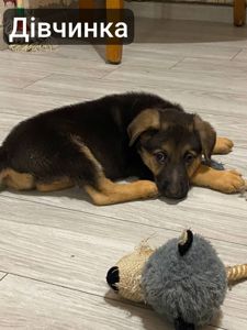 Цуценята німецької вівчарки