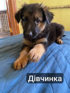 Цуценята німецької вівчарки