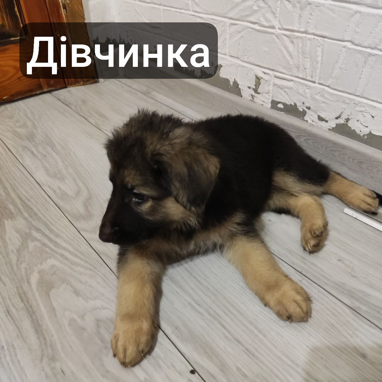 Цуценята німецької вівчарки