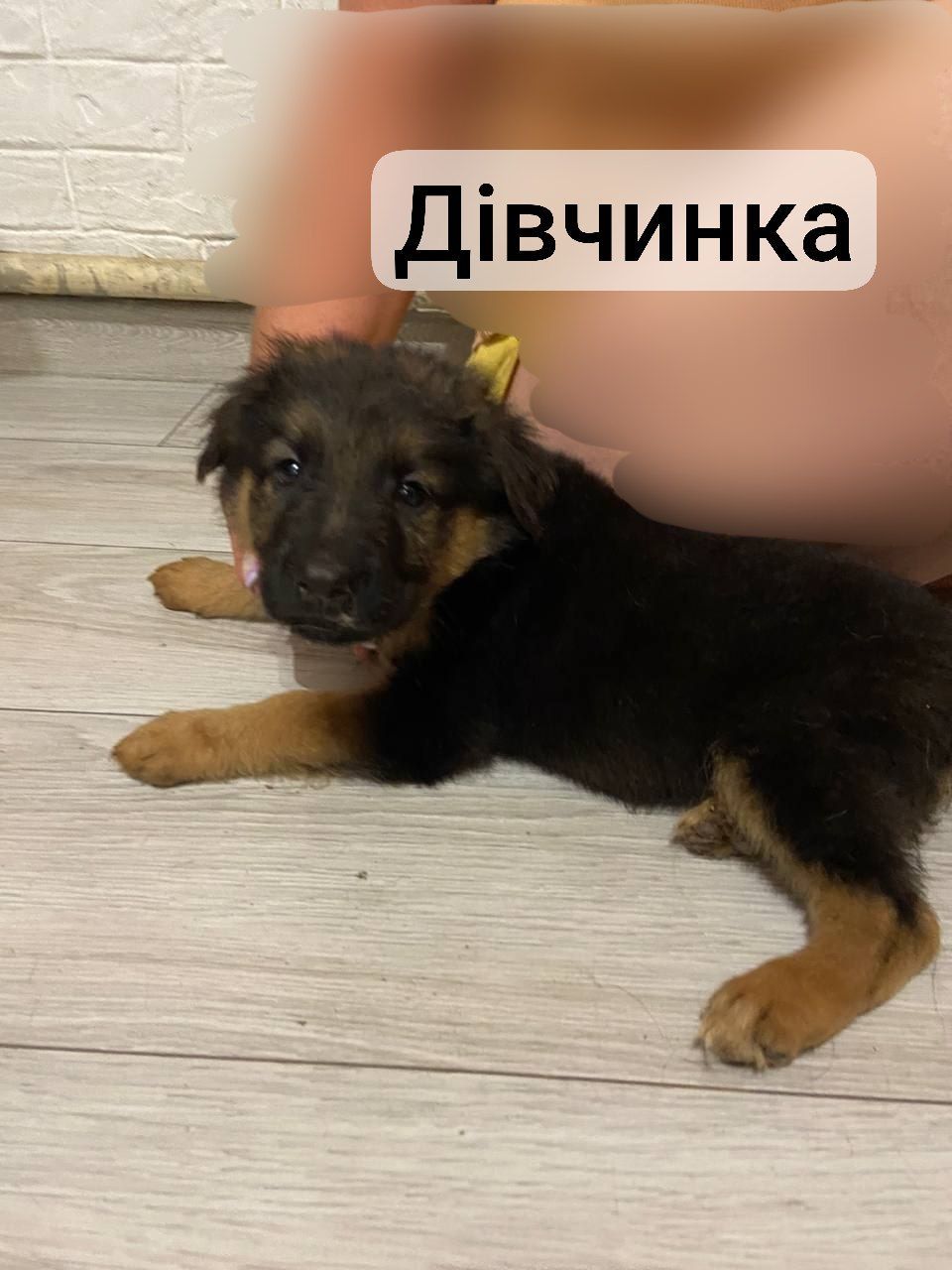 Цуценята німецької вівчарки