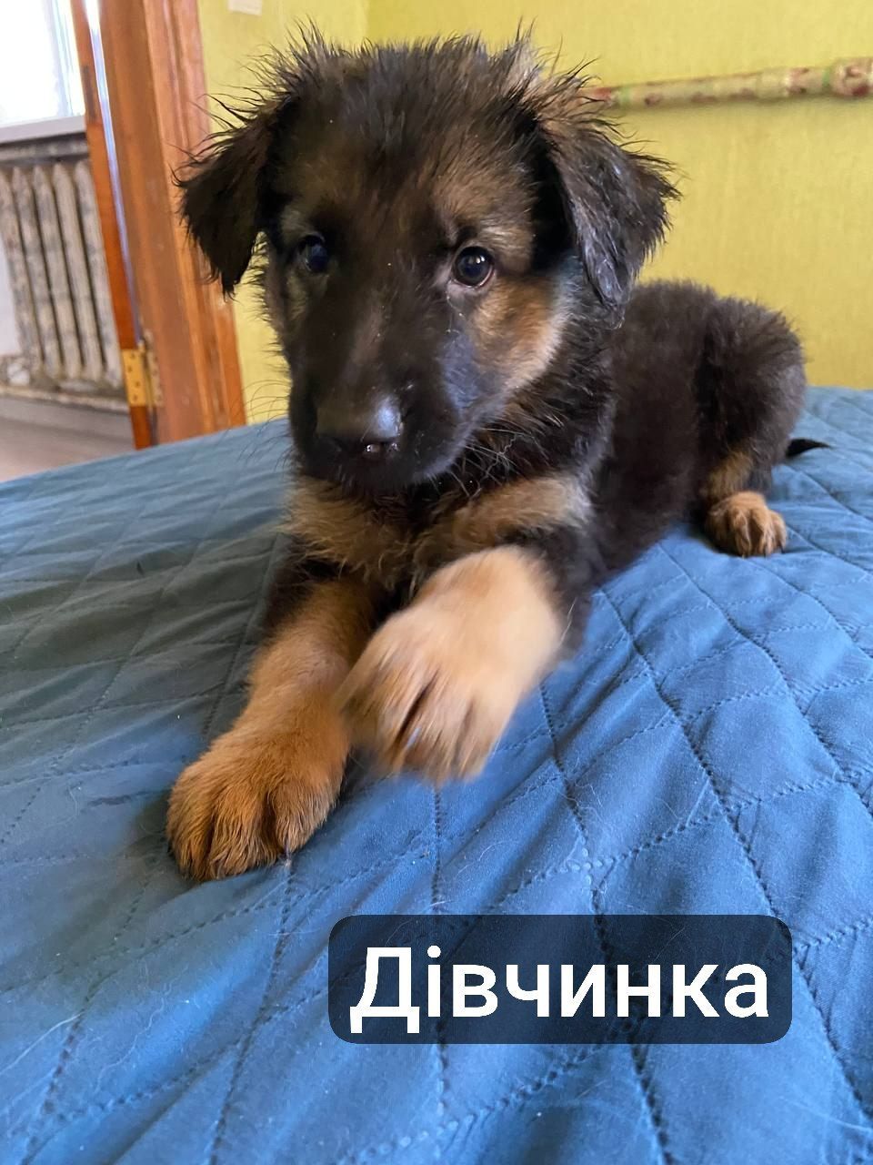Цуценята німецької вівчарки