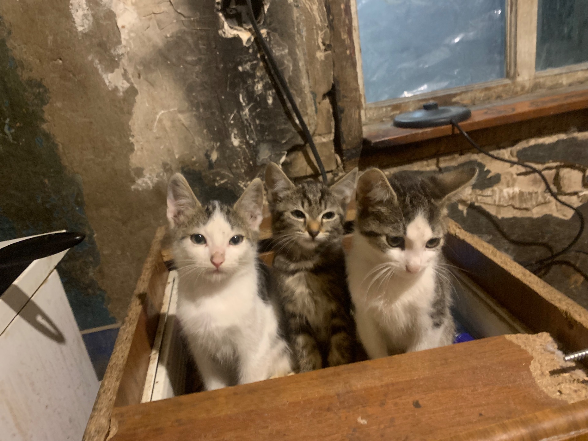 Кошенята
