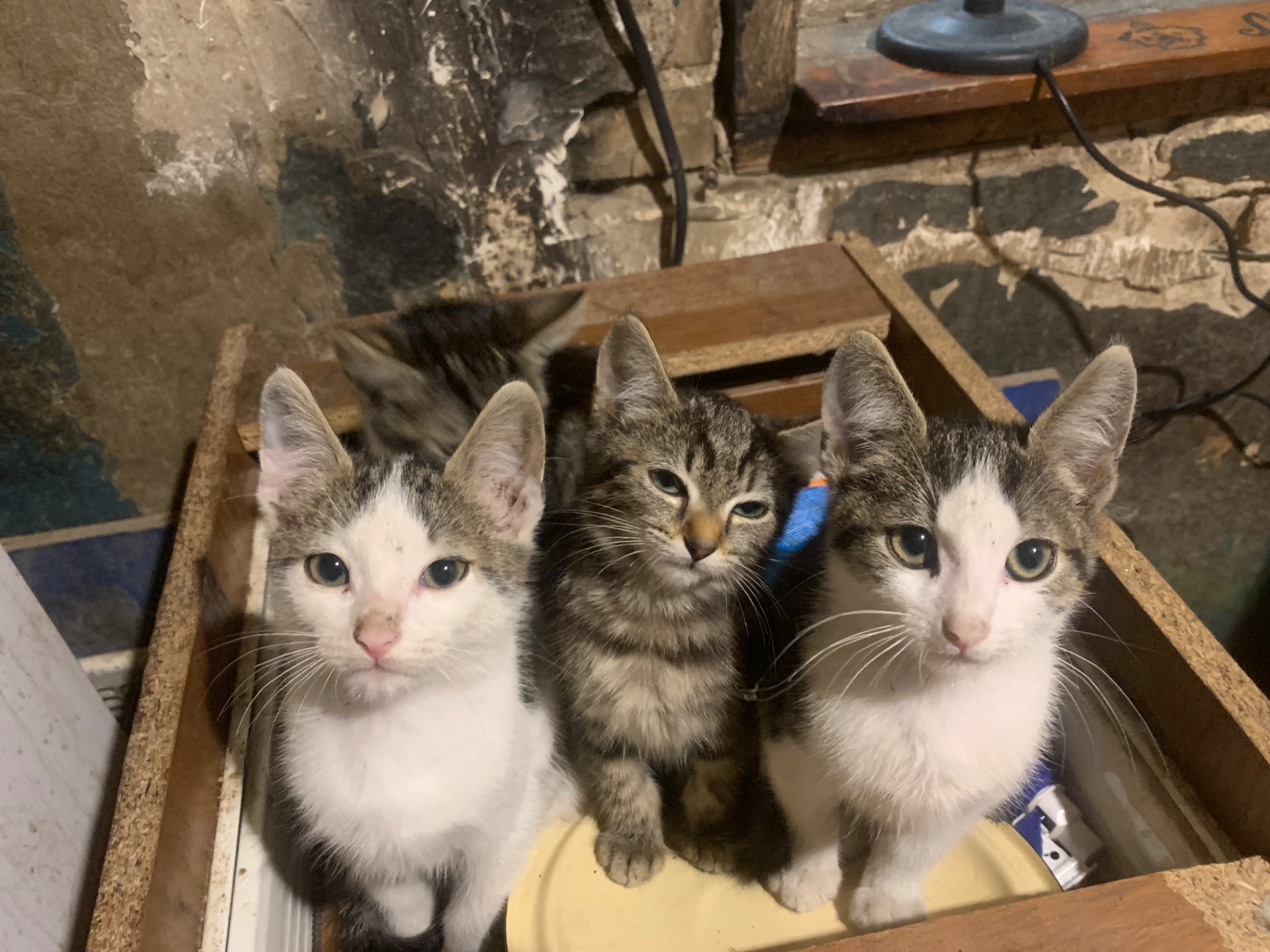 Кошенята