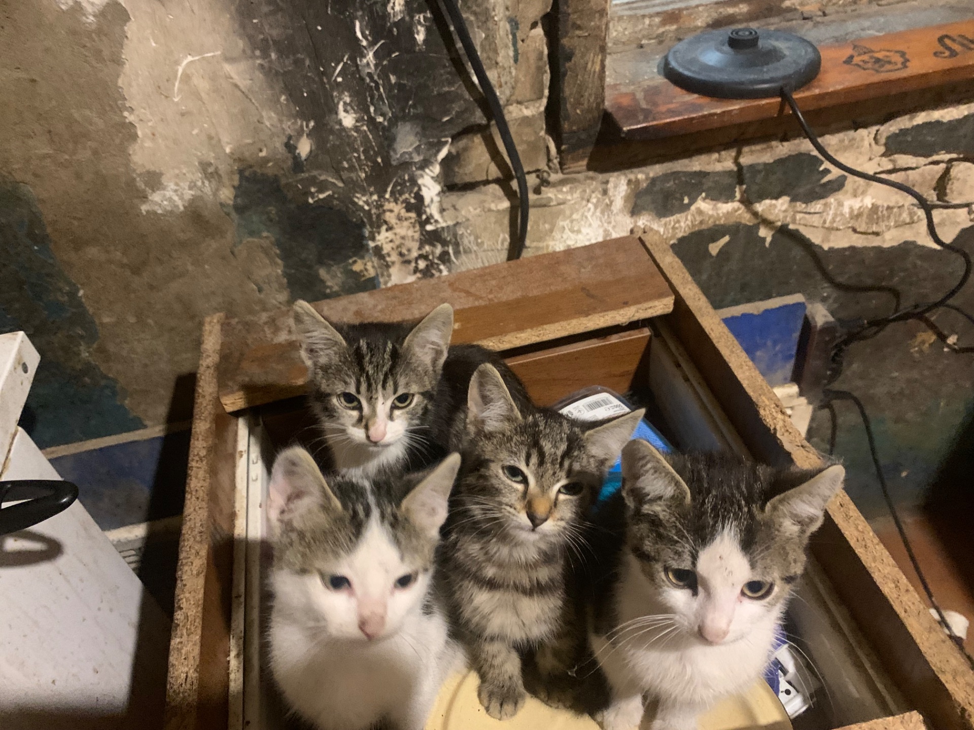 Кошенята