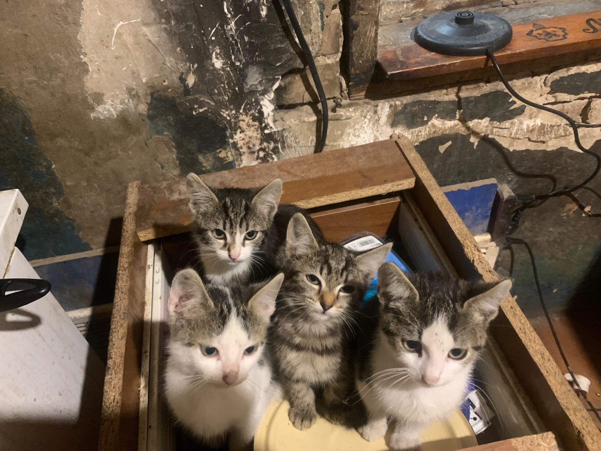 Кошенята
