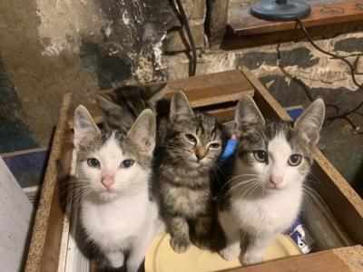 Кошенята