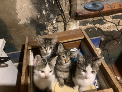 Кошенята