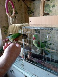Большой Александрийский попугай. И перура