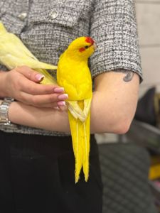 Попугай Какарик, птенцы ручные выкормыши и другие