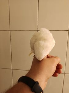 Білі каліта монах ручні папуги