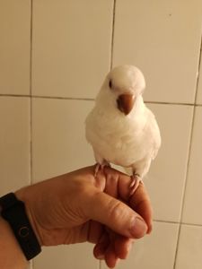 Білі каліта монах ручні папуги