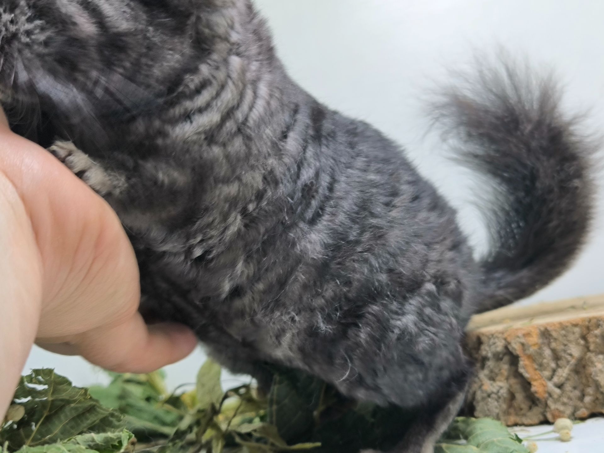Кучерява шиншила