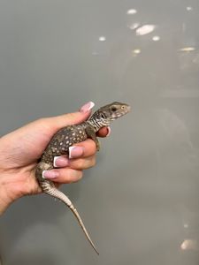 Капский варан, степной варан малыши