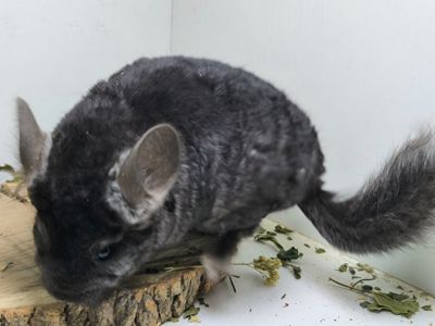 Кучерява шиншила