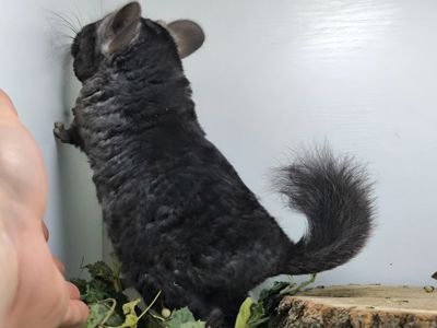 Кучерява шиншила