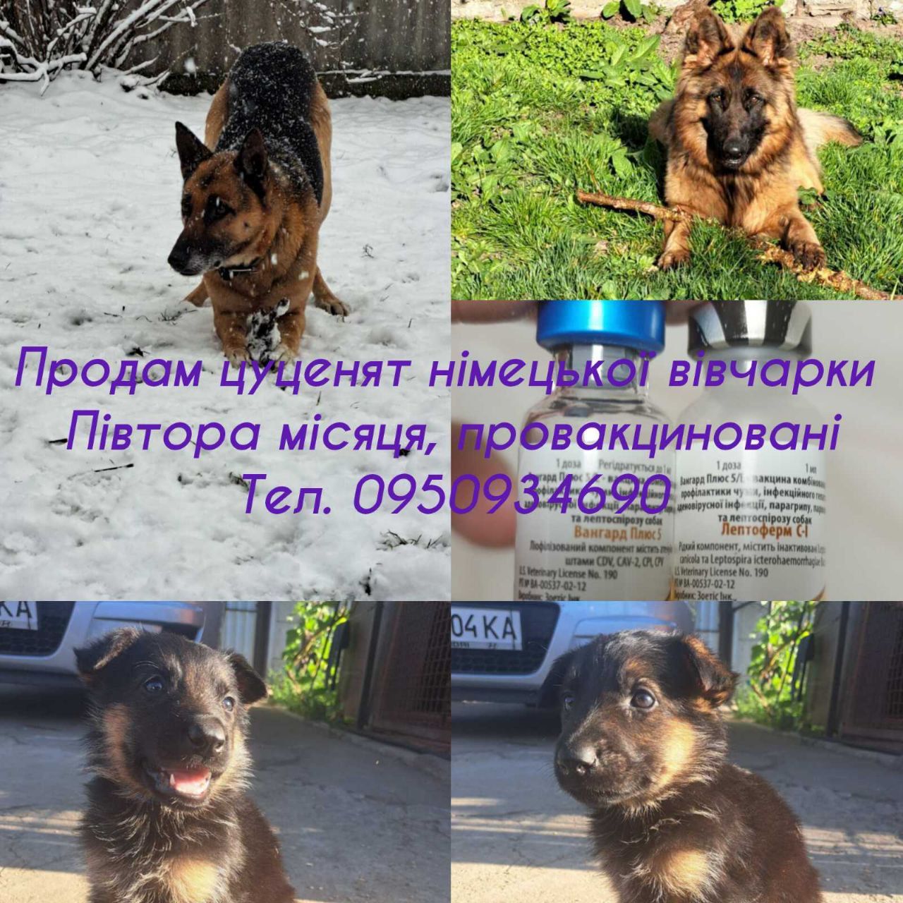 Щенки немецкой овчарки