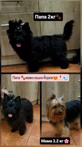 Йоркширський тер’єр