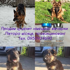 Щенки немецкой овчарки