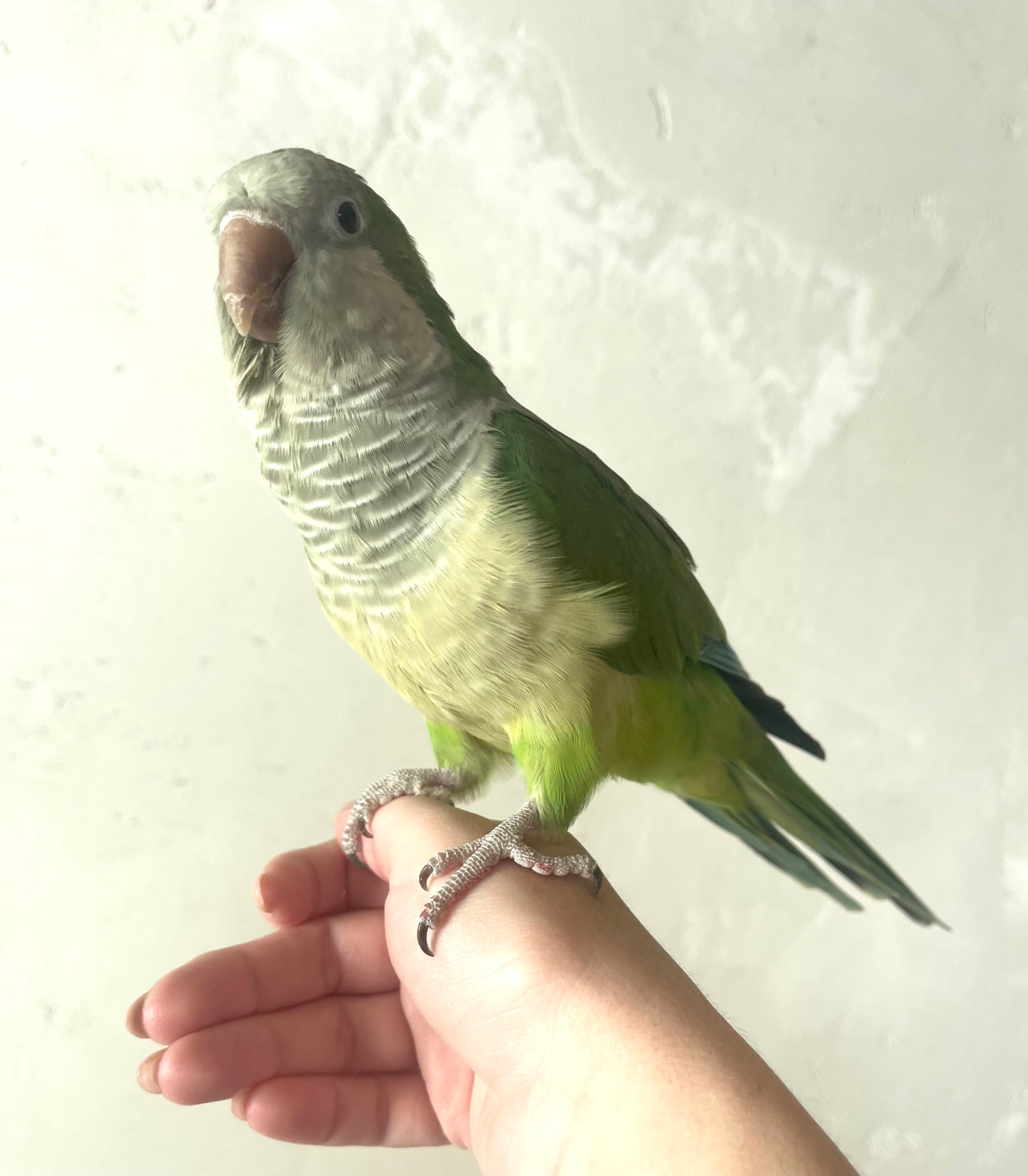 Квакер