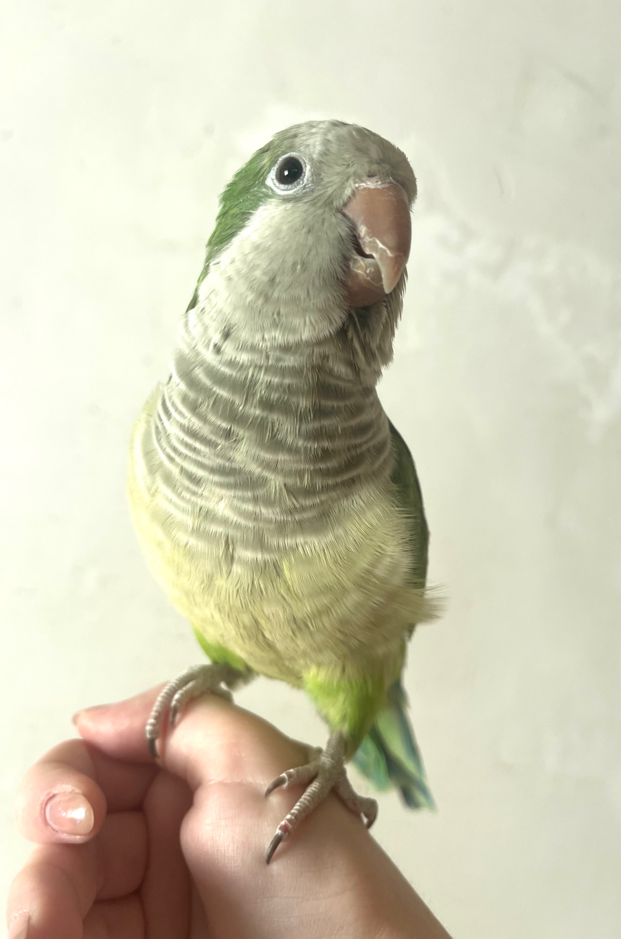 Квакер