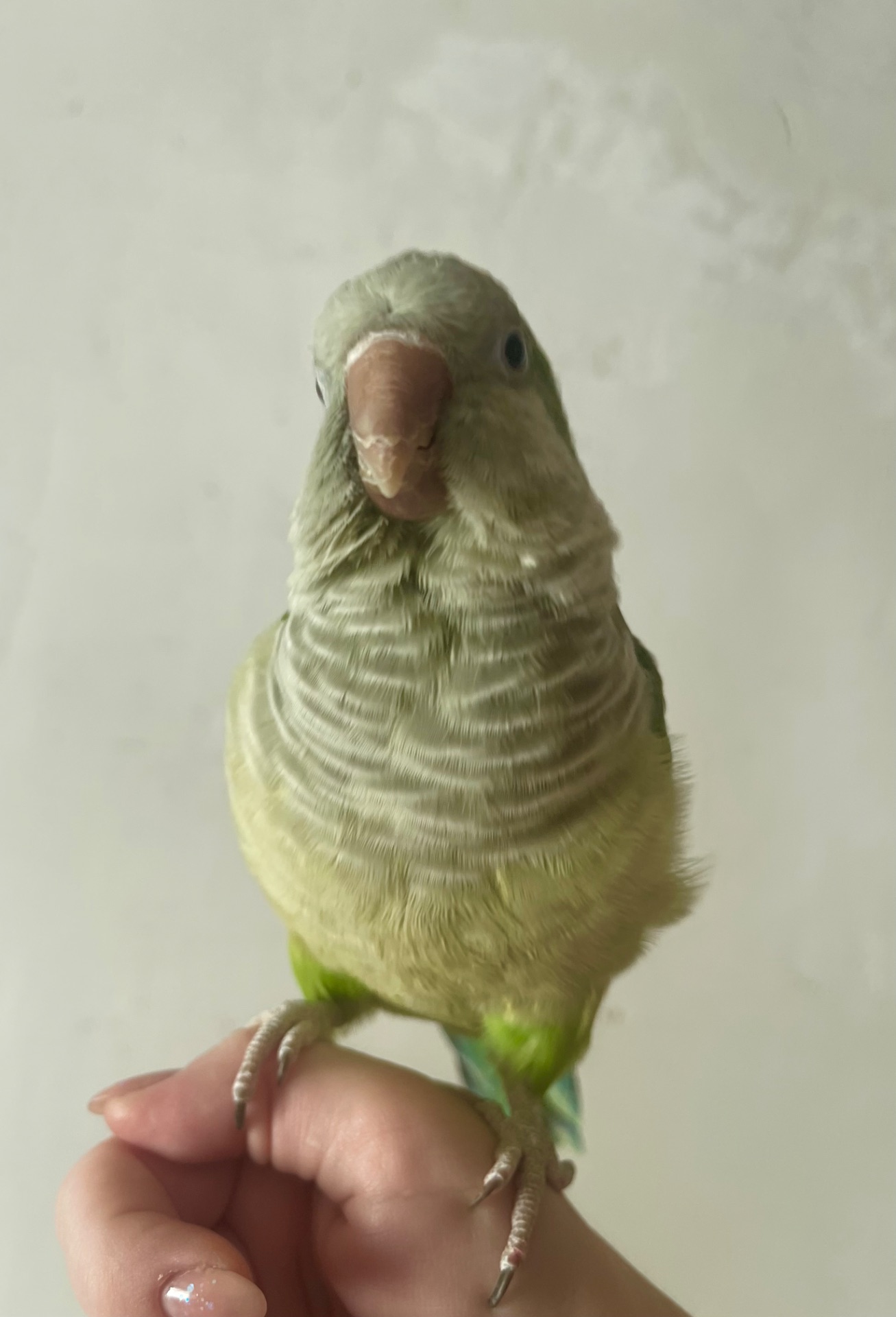 Квакер