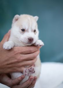 Цуценя хаскі хлопчик КСУ