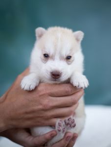 Цуценя хаскі хлопчик КСУ