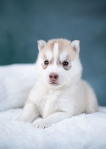 Щенок хаски с документами