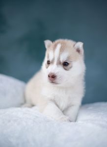 Щенок хаски с документами