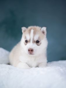 Щенок хаски с документами