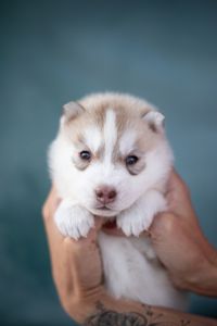 Щенок хаски с документами
