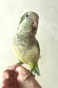 Квакер