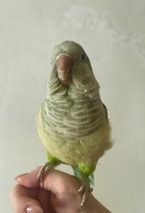 Квакер