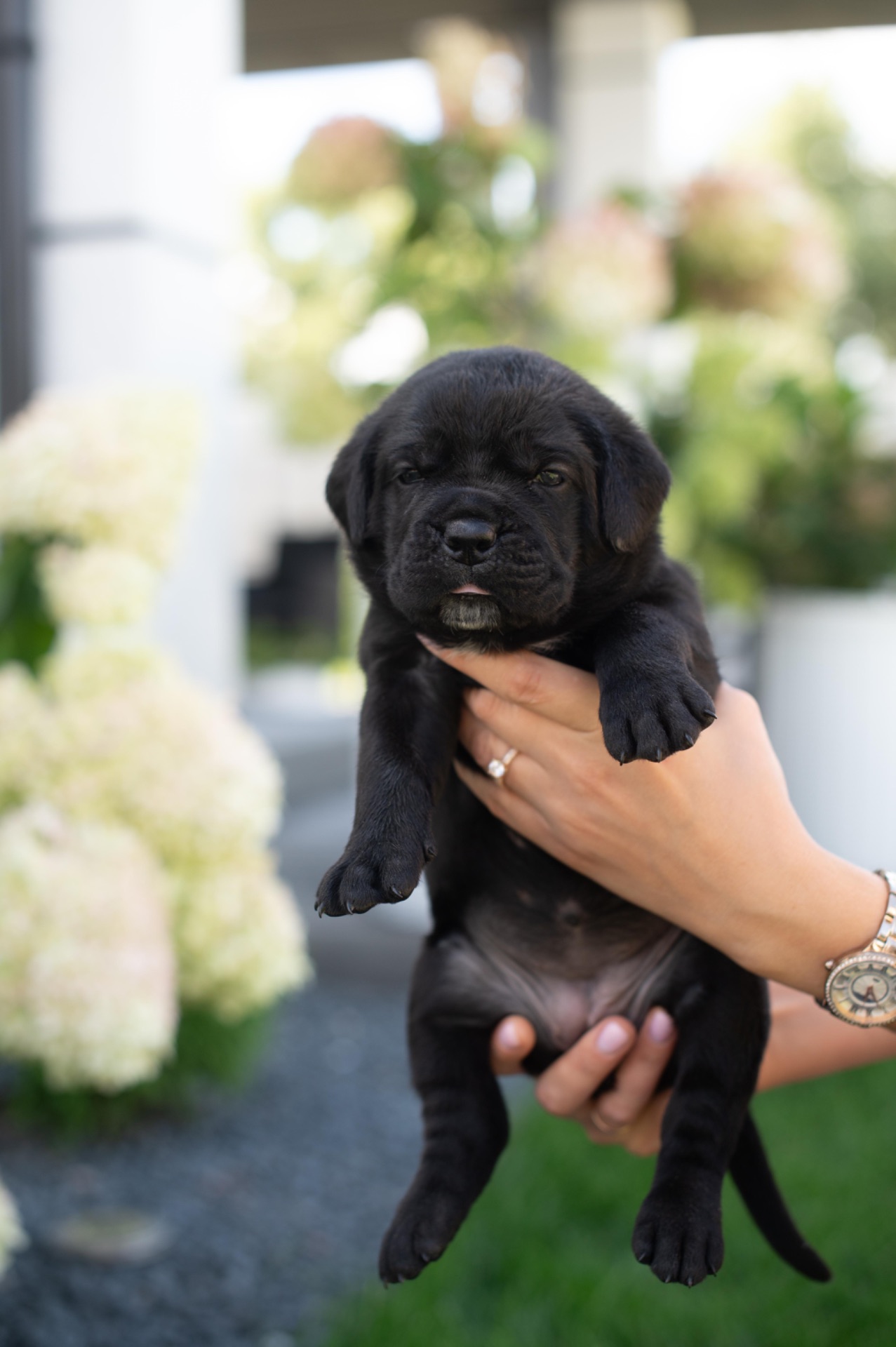 Cane de Corsi Italiano