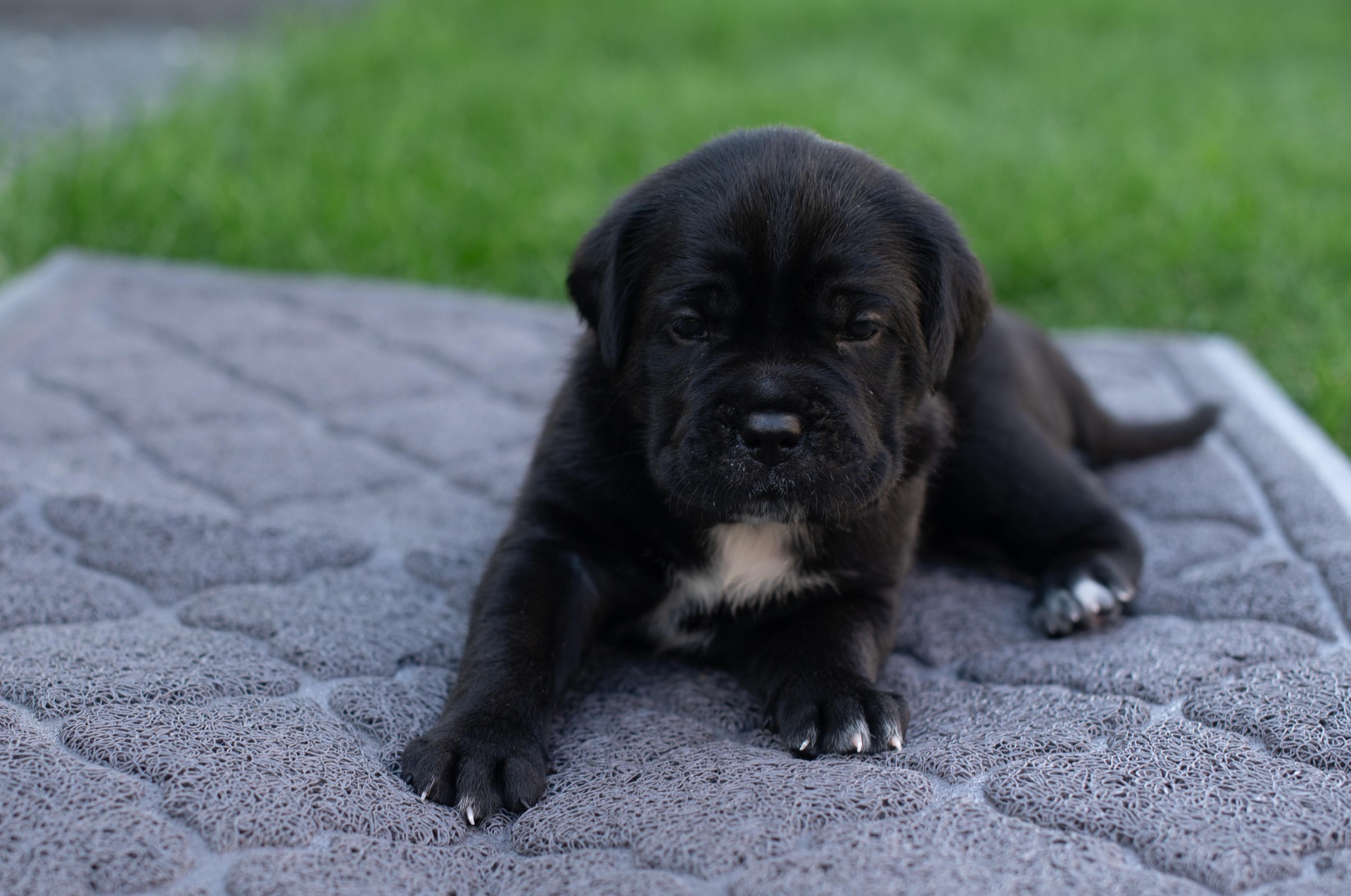 Cane de Corsi Italiano