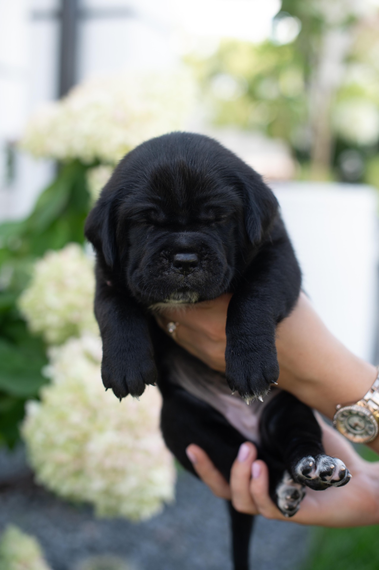Cane de Corsi Italiano